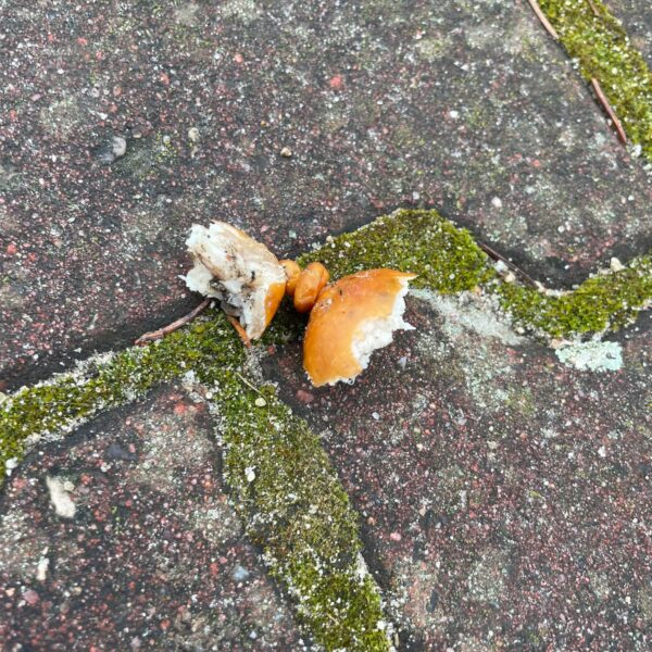 482115580_3899498783653697_4352285085189767010_n-600x600 Pilne