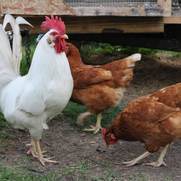 IMG_1276-600x600 Pilne