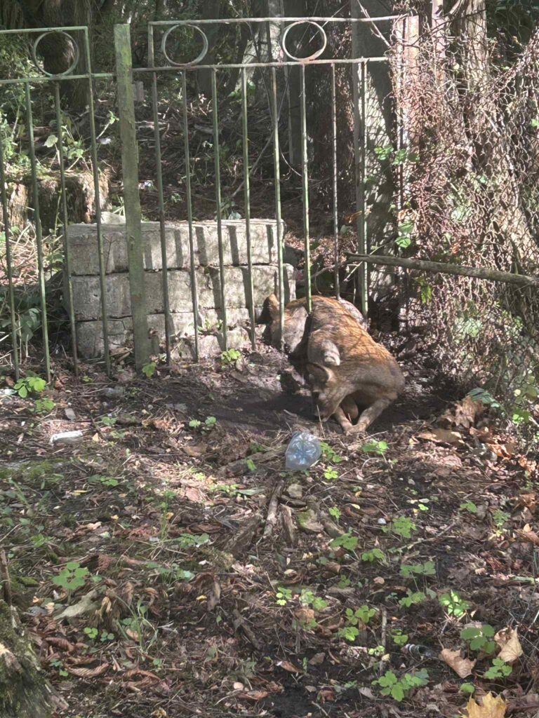 ec3e13cc-e64f-4c42-b1e3-1331fee66400-768x1024 Strażacy ratowali sarnę przy ul. Kcyńskiej w Wągrowcu [ZDJĘCIA I FILM]