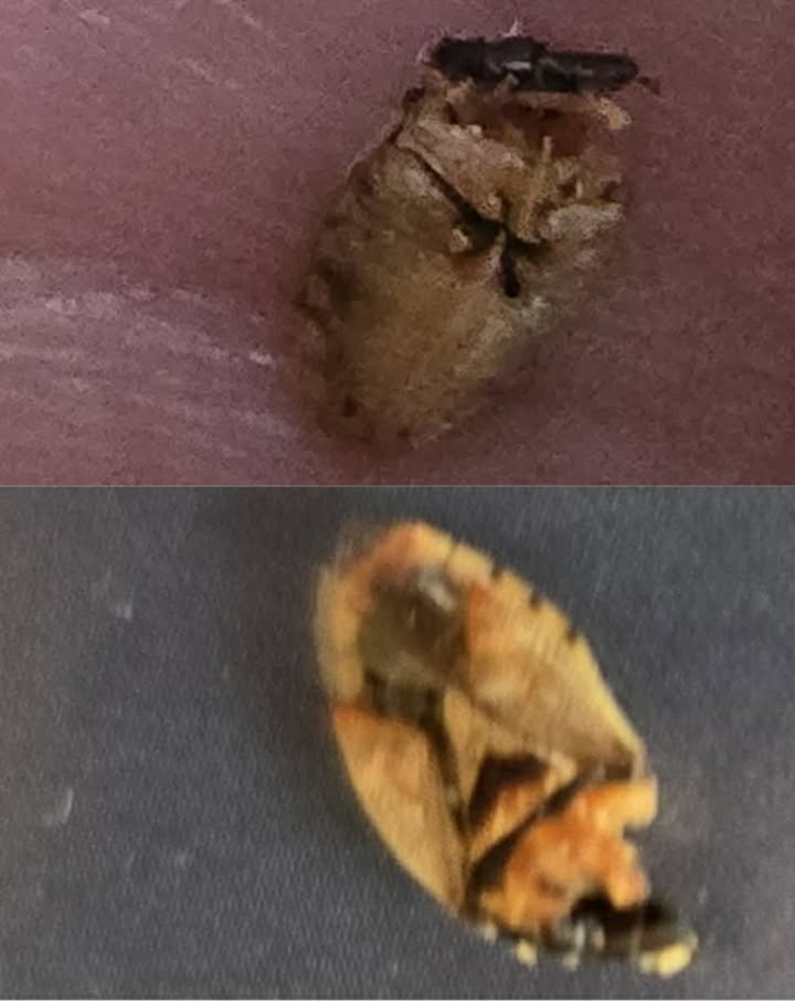 640575222_1853792282003139_9162333606300349627_n Pluskwy w jednym z bloków przy ul. Lipowej w Wągrowcu? Mieszkaniec alarmuje o problemie