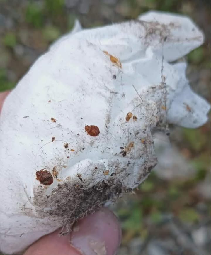 645667444_1388334943333235_32139544452461088_n Pluskwy w jednym z bloków przy ul. Lipowej w Wągrowcu? Mieszkaniec alarmuje o problemie