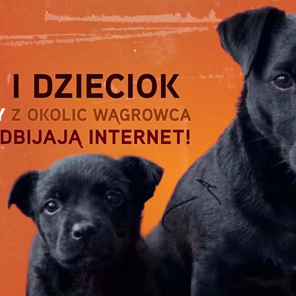 Bez-nazwy-GFRXS-600x600 Ciekawostki